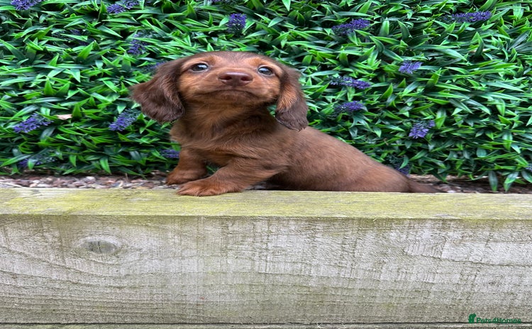 Miniature Dachshund dogs - Advert 10