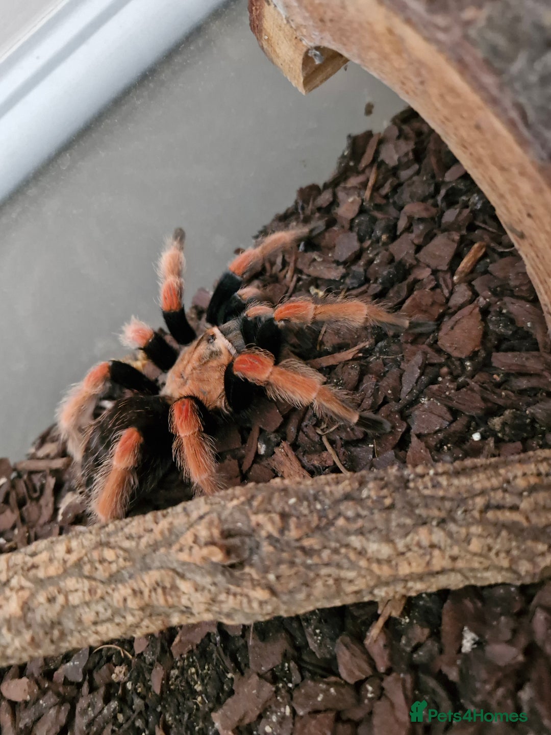 Spiders invertebrates for sale: Mexican fire leg - Advert 1