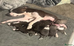 Staffordshire Bull Terrier dogs for sale: Chunky Staffordshire bull terrier puppies for sale - Image 14