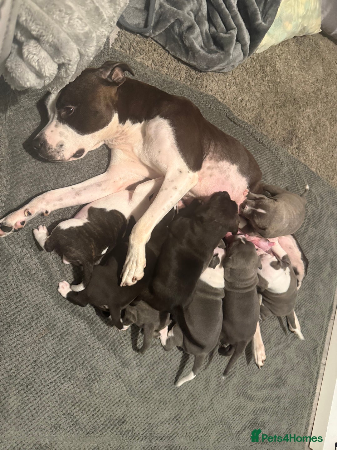 Staffordshire Bull Terrier dogs for sale: Chunky Staffordshire bull terrier puppies for sale - Image 14