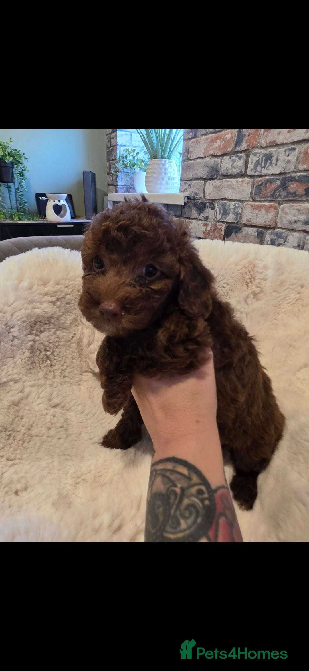 Cockapoo dogs for sale: F1b toy cockapoo puppies ready 3/11/25 - Image 12