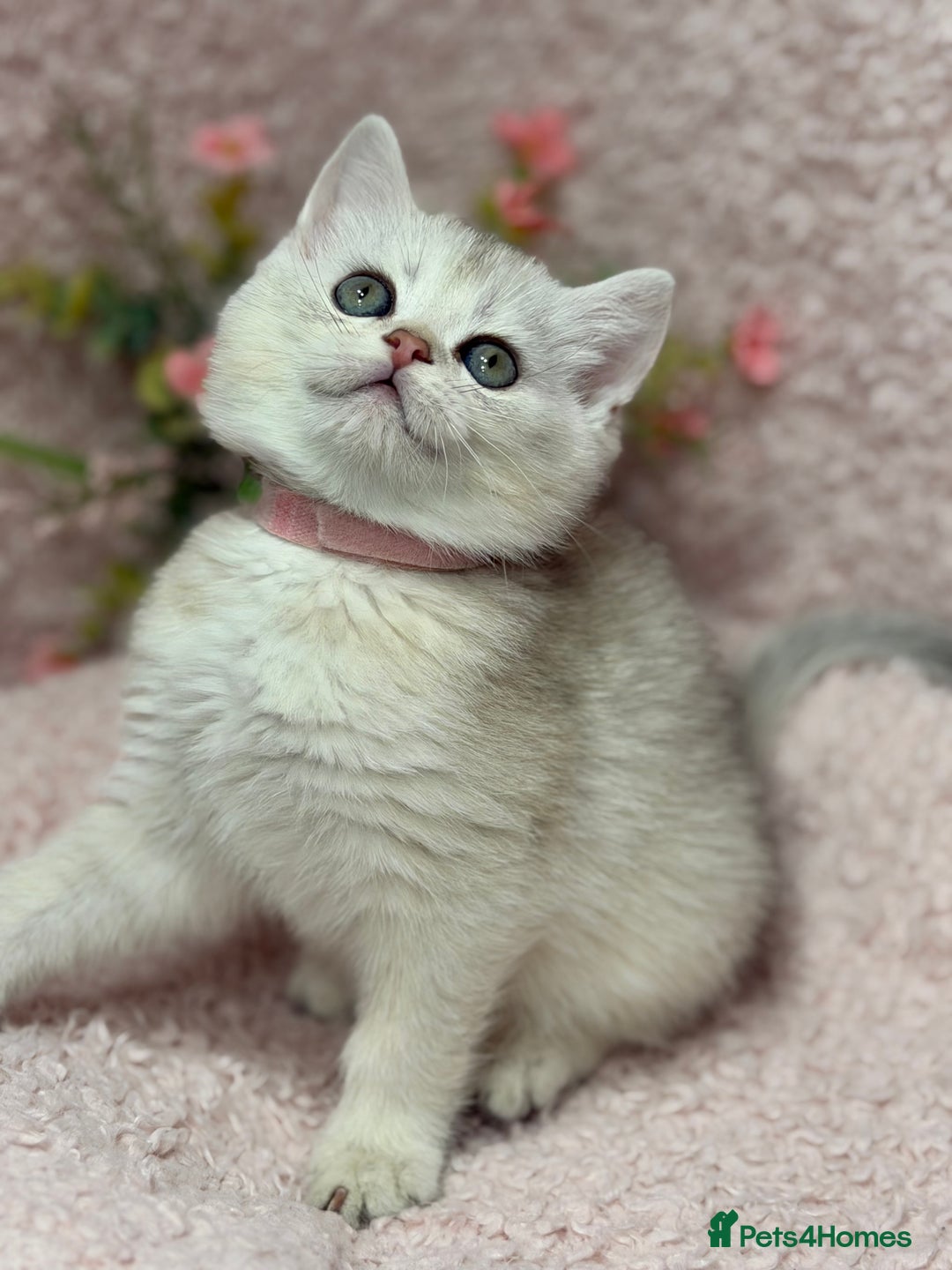 British Shorthair cats for sale: British shh golden, silver  GCCF kittens  - Advert 29