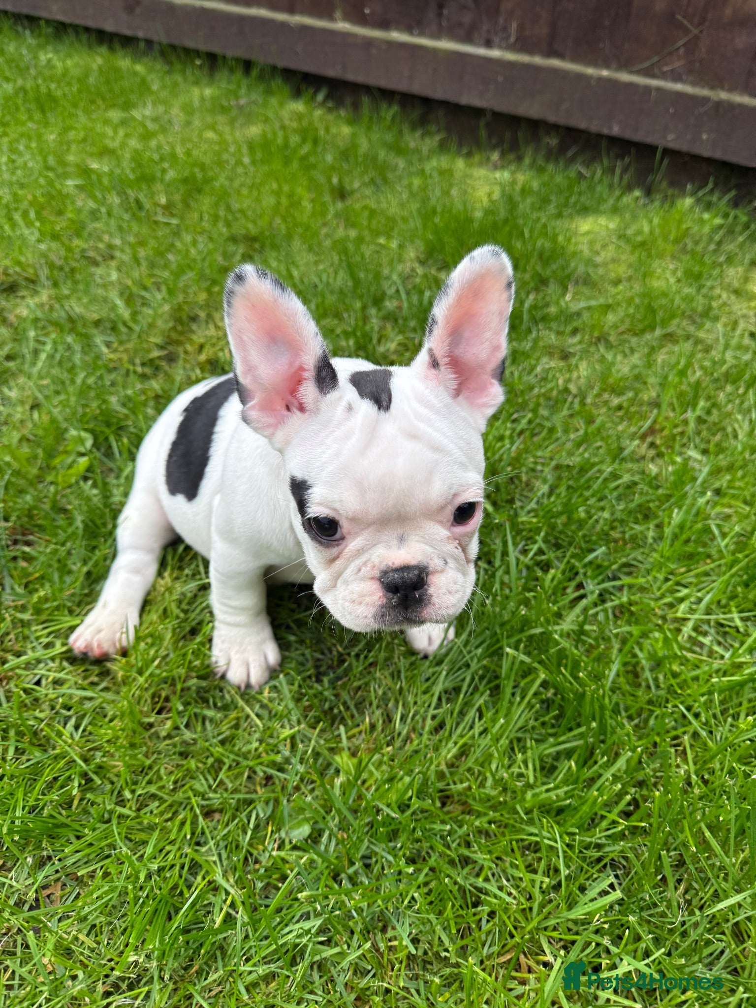French Bulldog dogs Last 3 Girls left! Ready to leave!  - Advert 2
