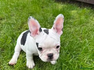 French Bulldog dogs Last 3 Girls left! Ready to leave! - Advert 2