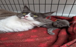Maine Coon cats for sale: Maine coon kittens - Image 2