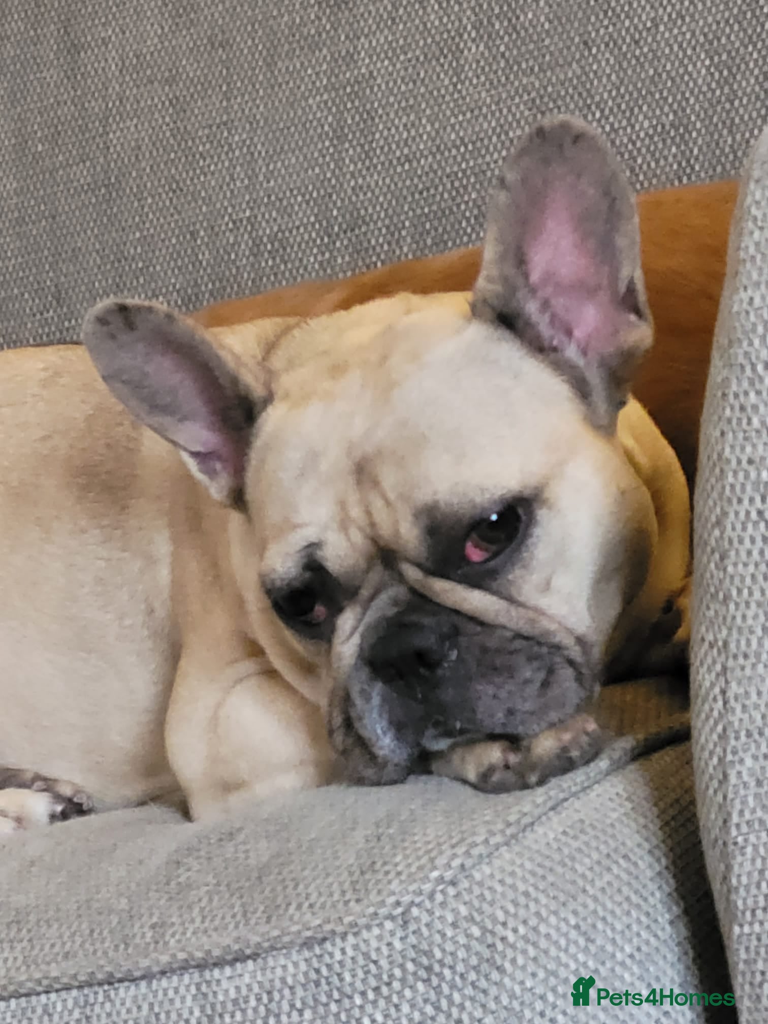 French Bulldog dogs Adult Fawn Female French Bulldog  - Advert 1