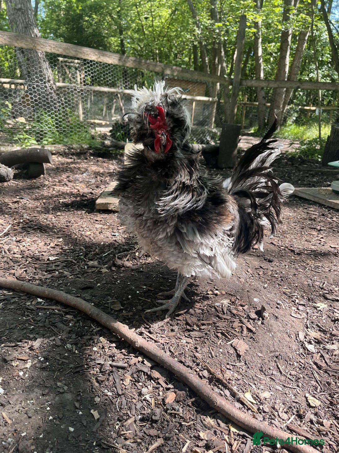Chickens poultry for sale: Polish chickens for sale - Image 3