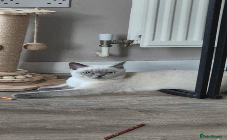 British Shorthair cats - Advert 5