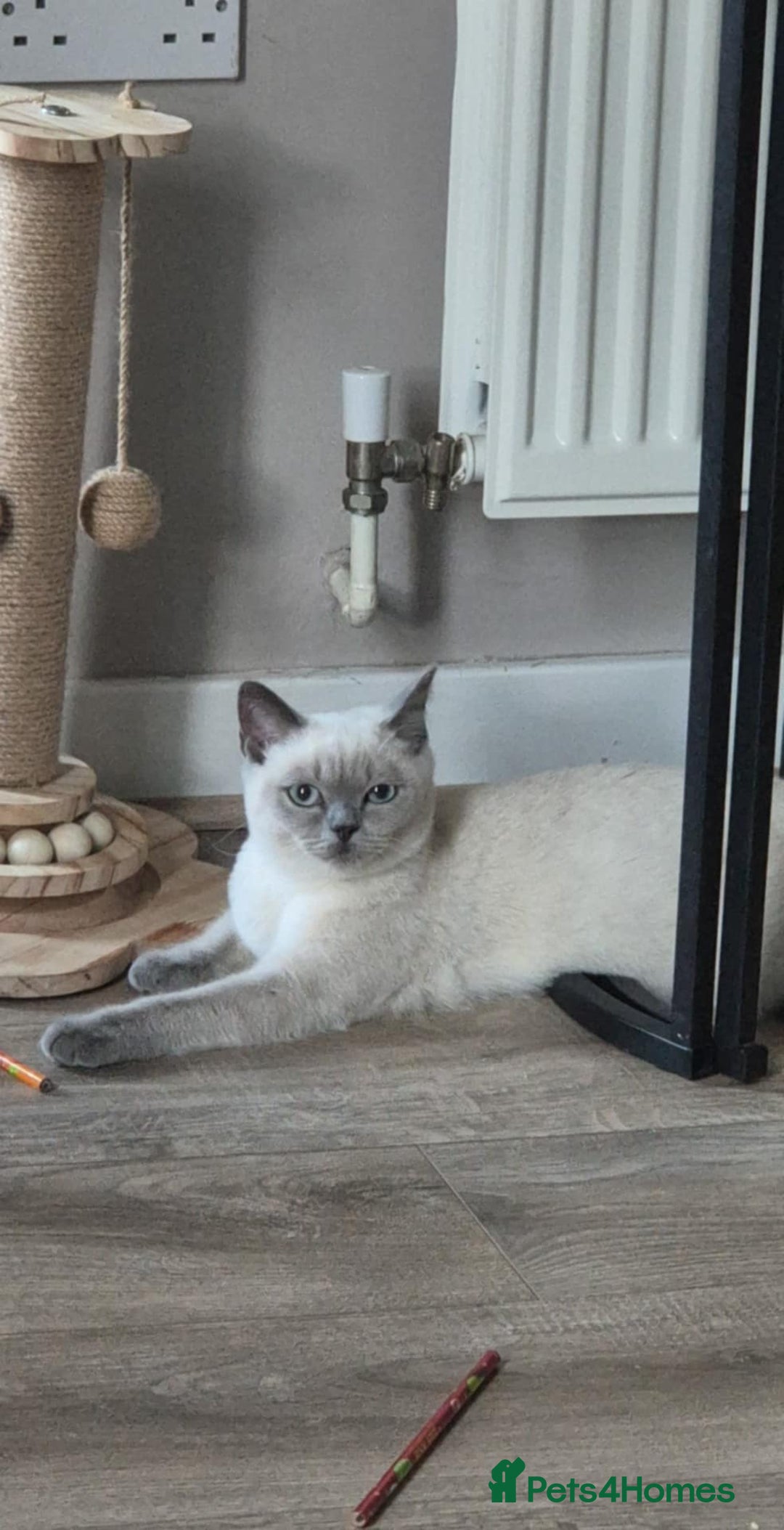 British Shorthair cats for sale: British shorthair for sale  - Image 1