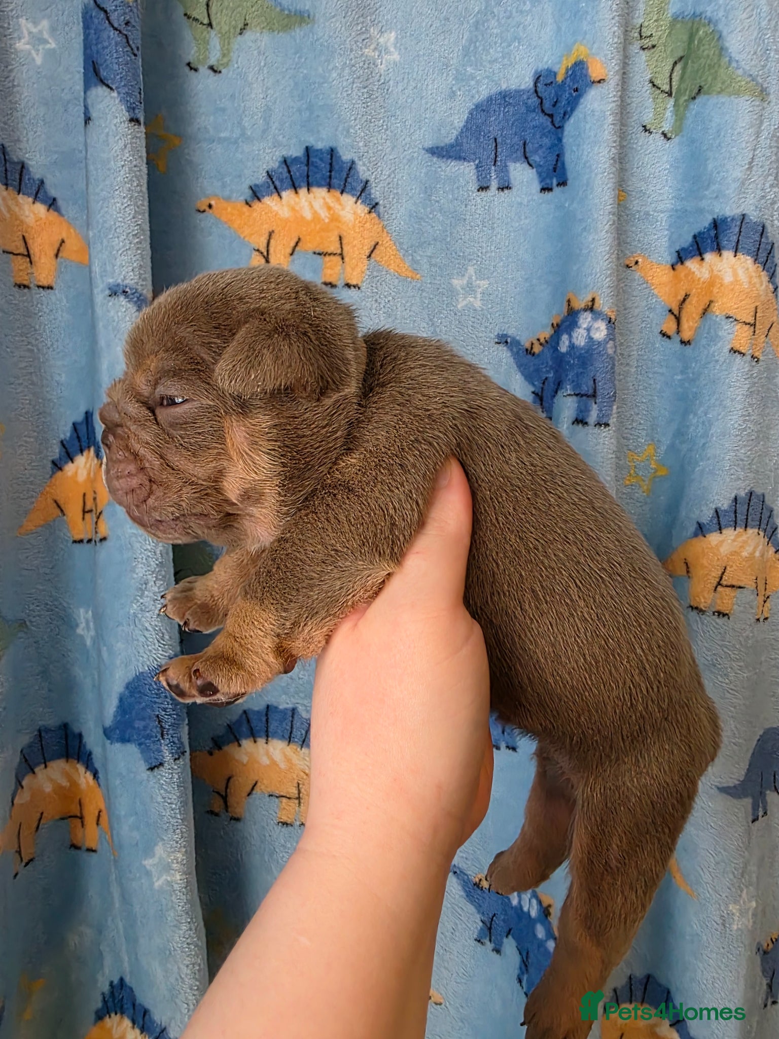 English Bulldog dogs Kc british bulldog pups - Advert 1