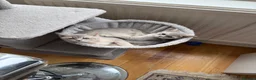 Scottish Fold cats for sale: Luxury Scottish folded NY12 ready to going.  - Advert 8