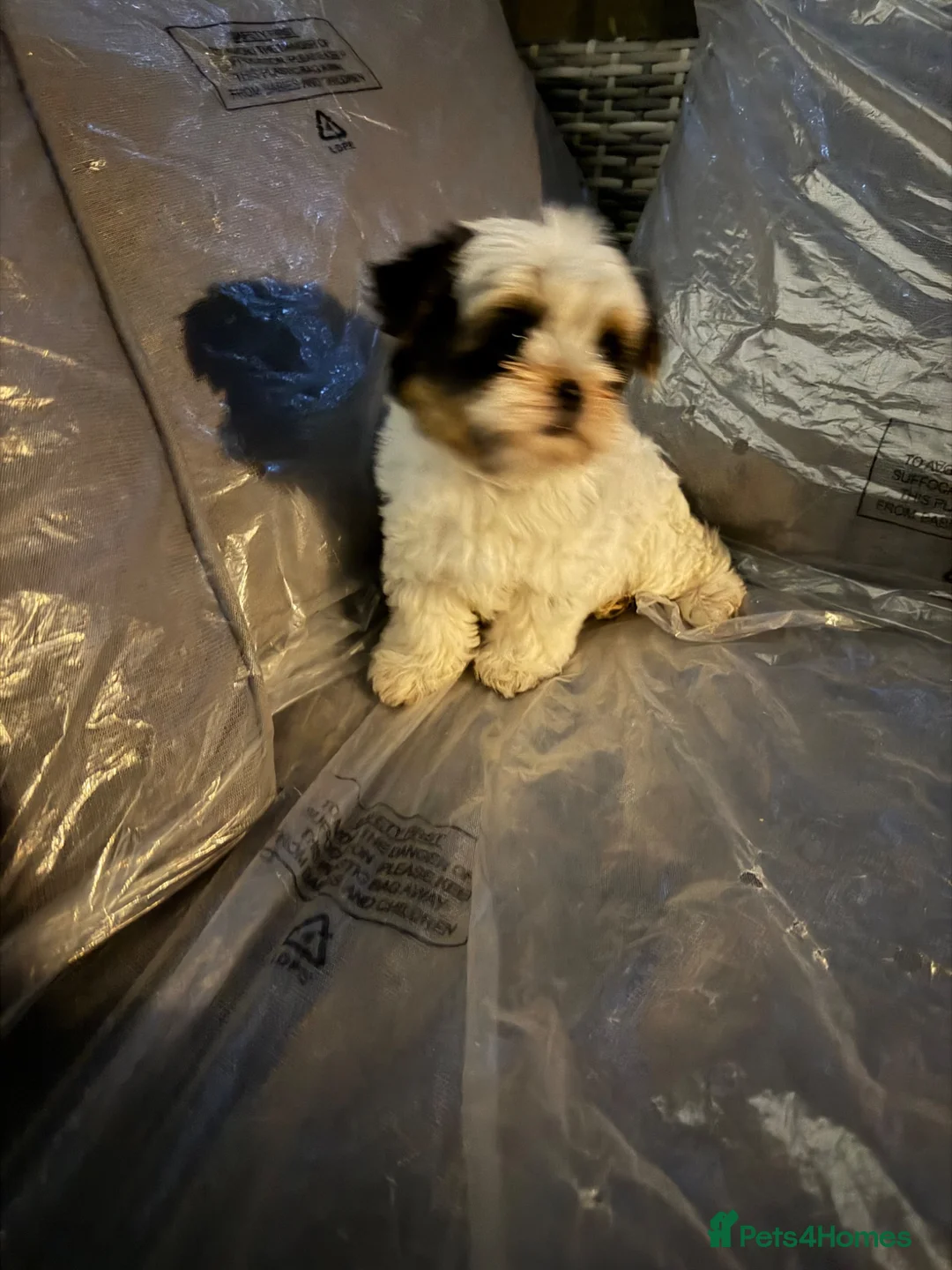 Biewer Terrier dogs for sale: Beautiful biewer girl in Dagenham - Advert 4