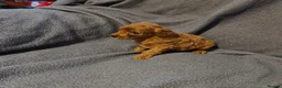 Cavapoo dogs for sale: Cavapoo puppies  - Advert 5