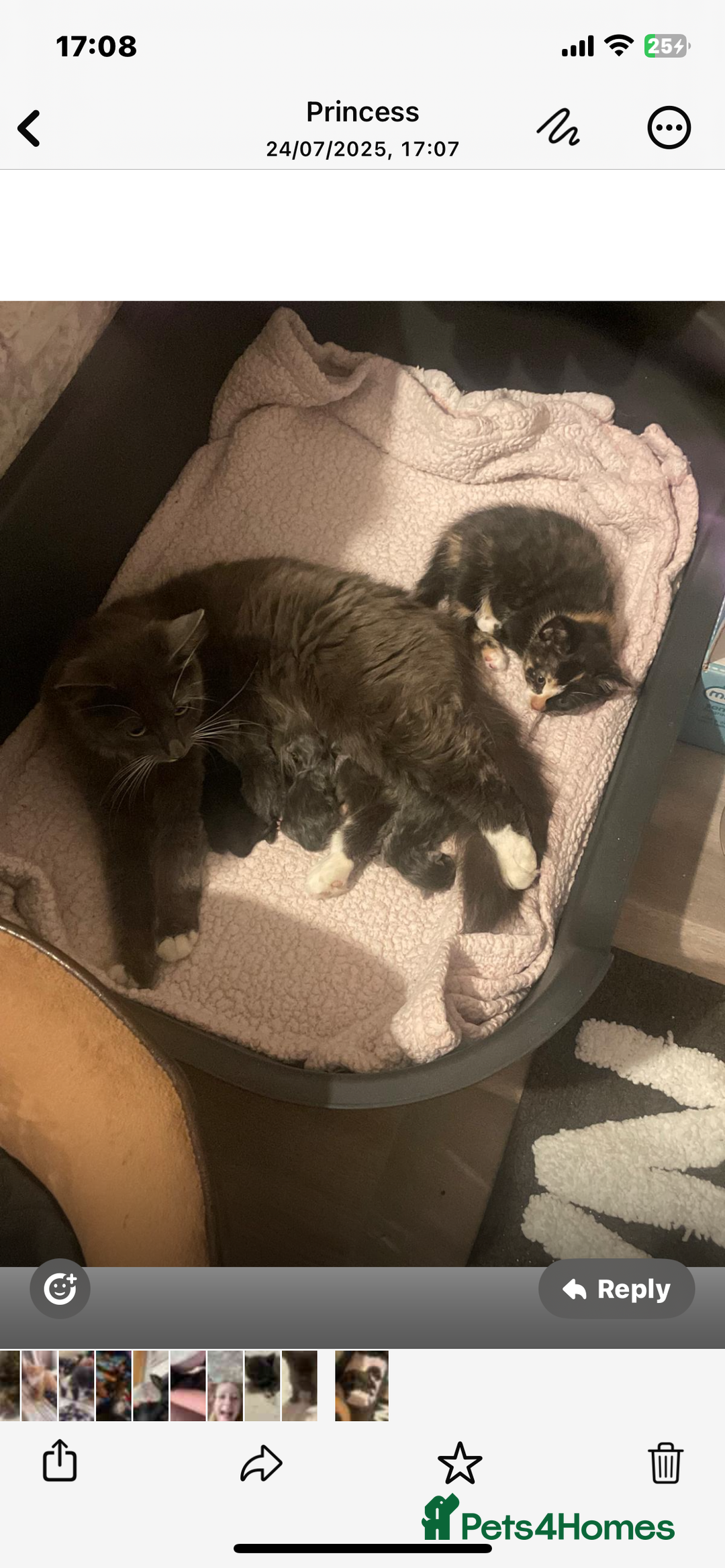 Domestic Shorthair cats for sale: Kittens  - Image 1