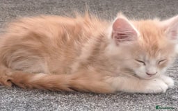 Maine Coon cats for sale: Pure Maine coons fully vaccinated and chipped  - Image 2