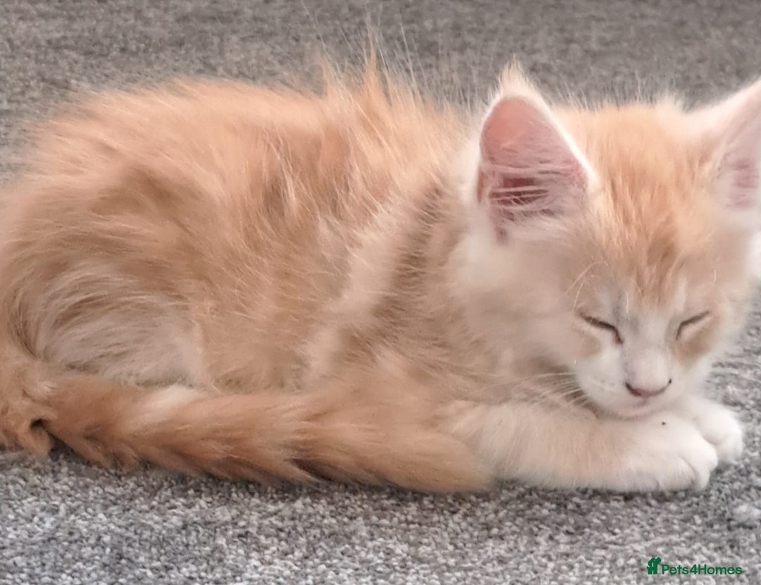 Maine Coon cats for sale: Pure Maine coons fully vaccinated and chipped  - Image 2