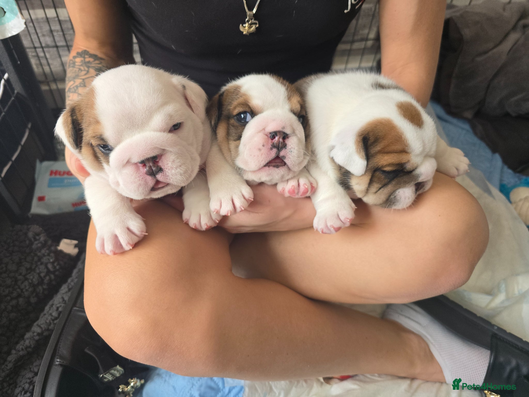 English Bulldog dogs 🐶 🔥KC registered English bulldog puppies✨️🔥 - Advert 16