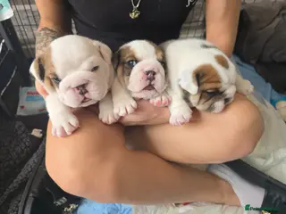 English Bulldog dogs 🐶 🔥KC registered English bulldog puppies✨️🔥 - Advert 16