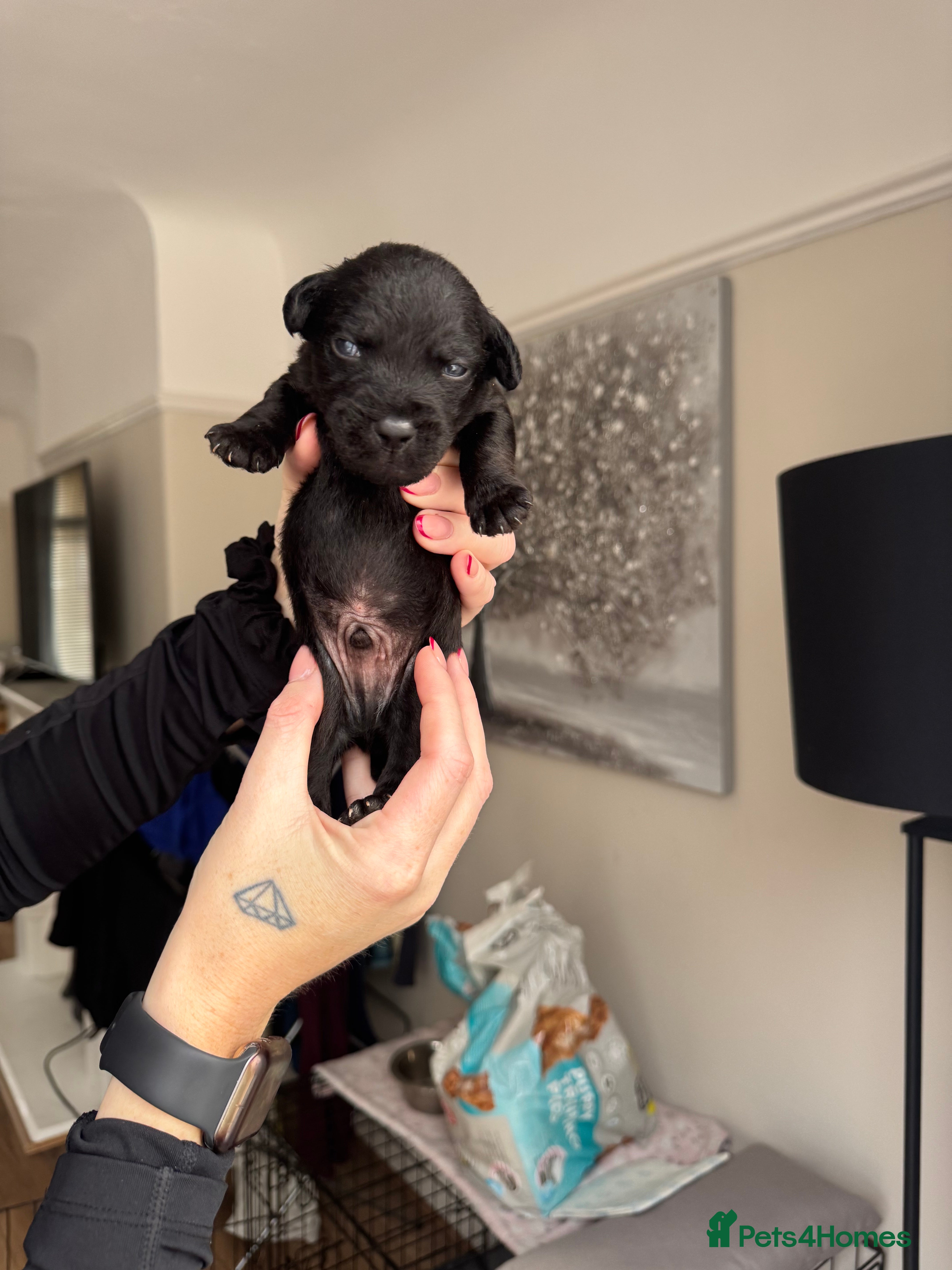 Patterdale Terrier dogs Patterdale puppies  - Advert 3