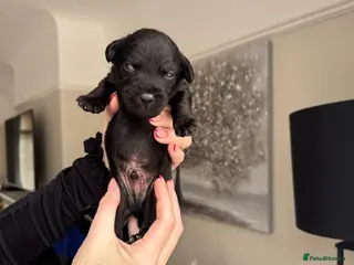 Patterdale Terrier dogs Patterdale puppies - Advert 3
