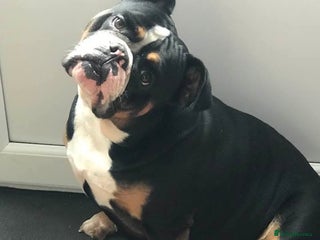 Olde English Bulldogge dogs for sale: Olde english bulldogge puppies - Advert 1