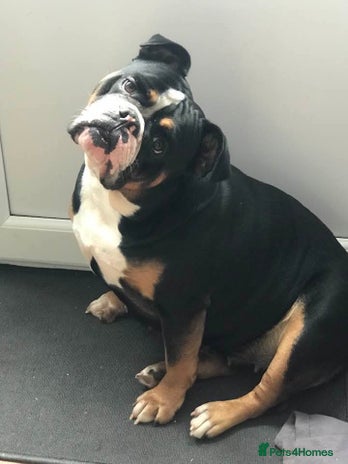 Olde English Bulldogge dogs Olde english bulldogge puppies - Advert 1