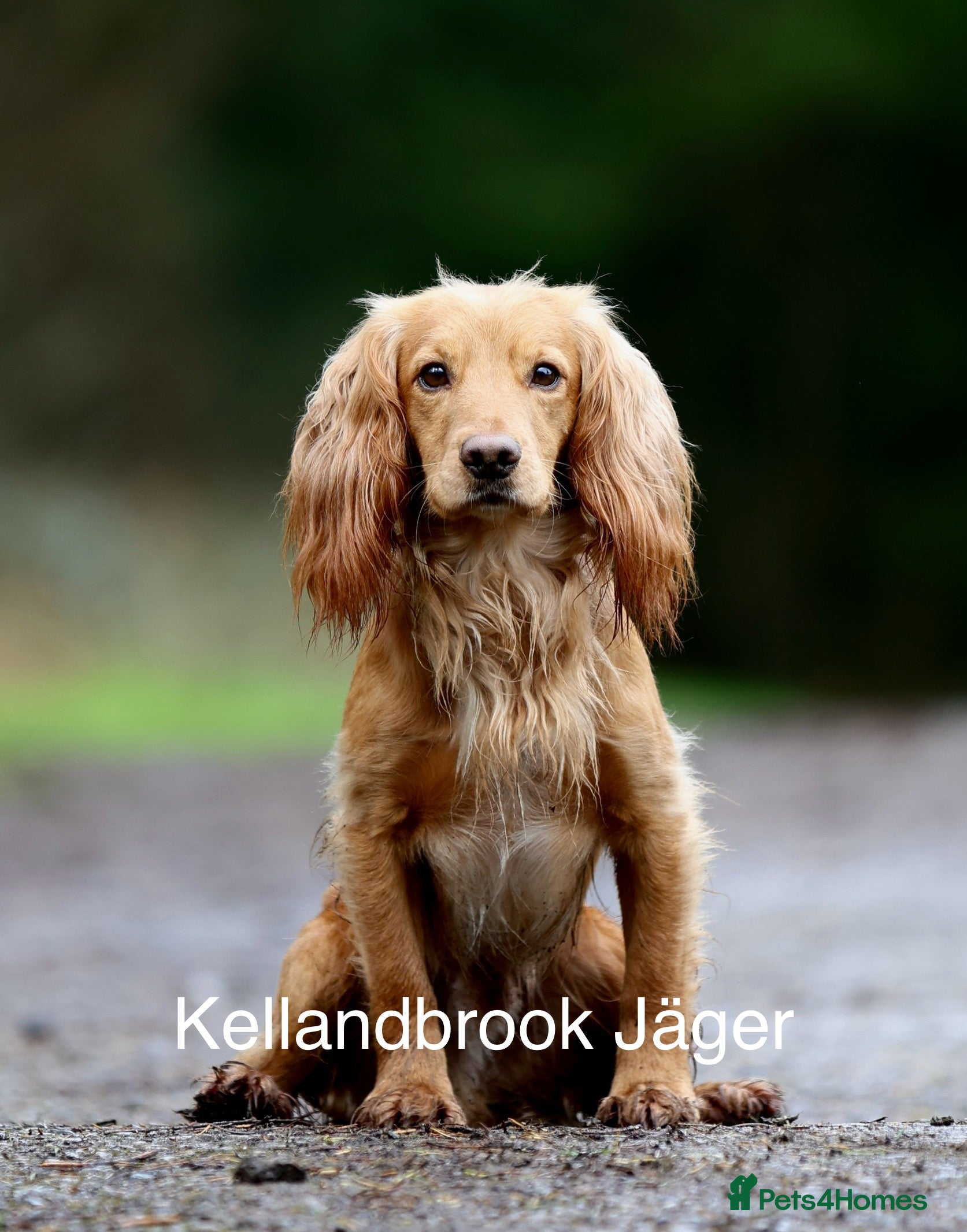 Cocker Spaniel dogs Fully health tested Golden cocker spaniel in Crediton - Advert 6