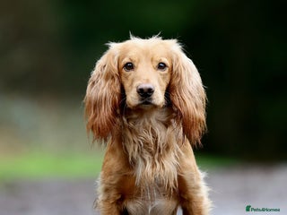 Cocker Spaniel dogs in Crediton - Advert 1