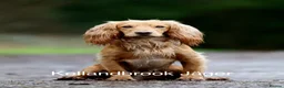 Cocker Spaniel dogs for stud: Fully health tested Golden cocker spaniel in Crediton - Advert 1