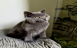 Scottish Fold cats for sale: Scottish fold and straight ear kittens in Harrow - Image 40