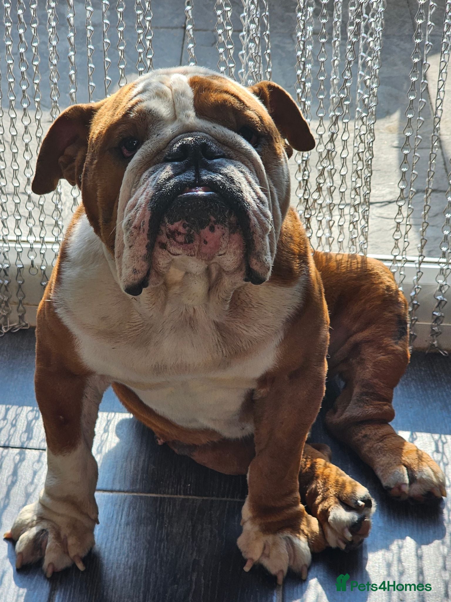 English Bulldog dogs Vinnie needs a new home  - Advert 2