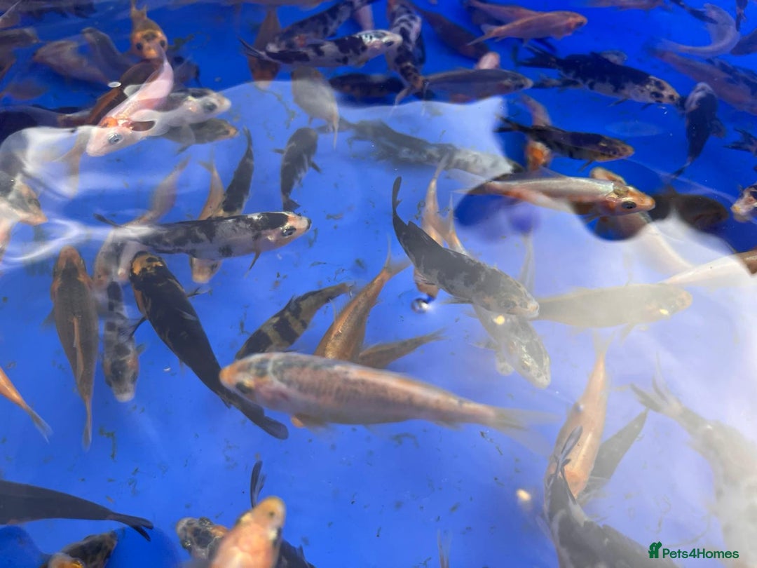 Koi Carp fish for sale: Koi carp 2-3 inches - Image 3