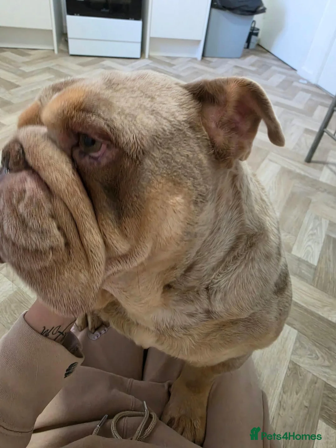 English Bulldog dogs for sale: Rolo beautiful and dopey - Advert 1