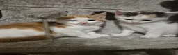 Mixed Breed cats for sale: Gorgeous kittens  - Advert 18