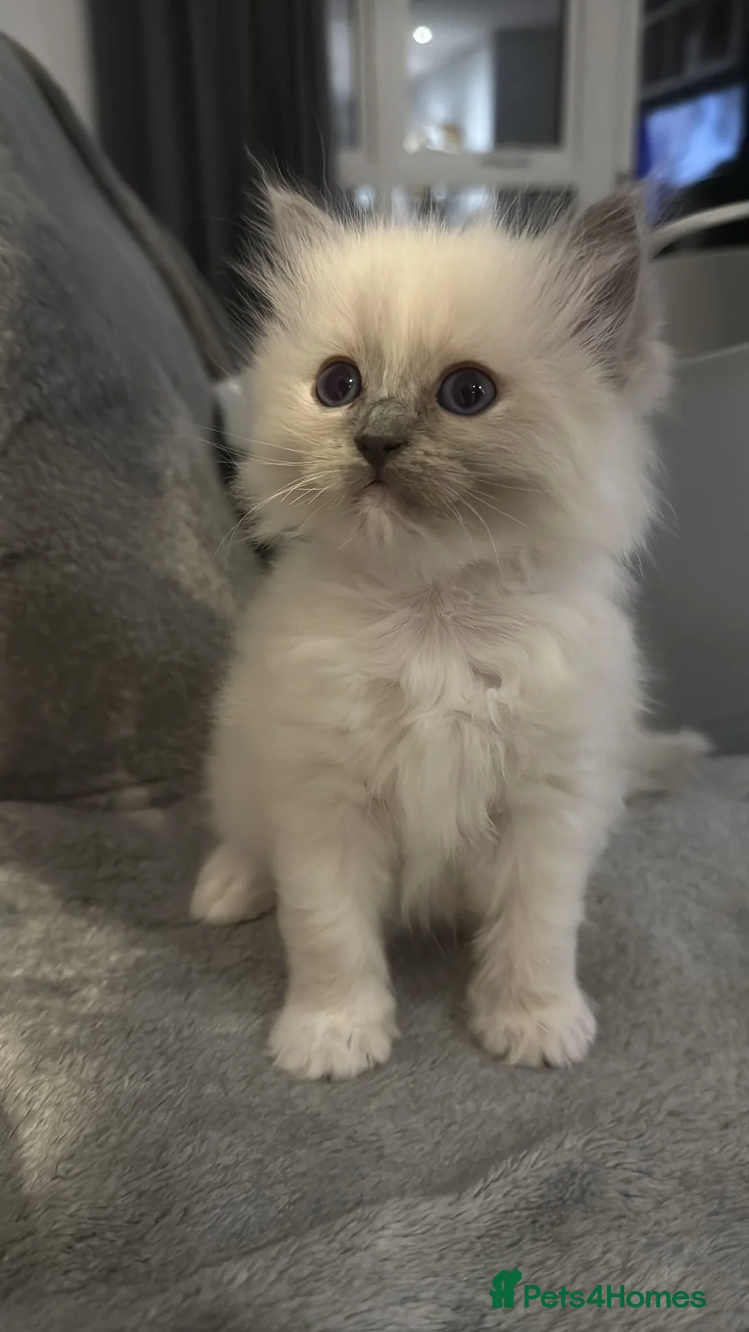 Ragdoll cats for sale: 5 ragdoll kittens for sale  - Advert 5