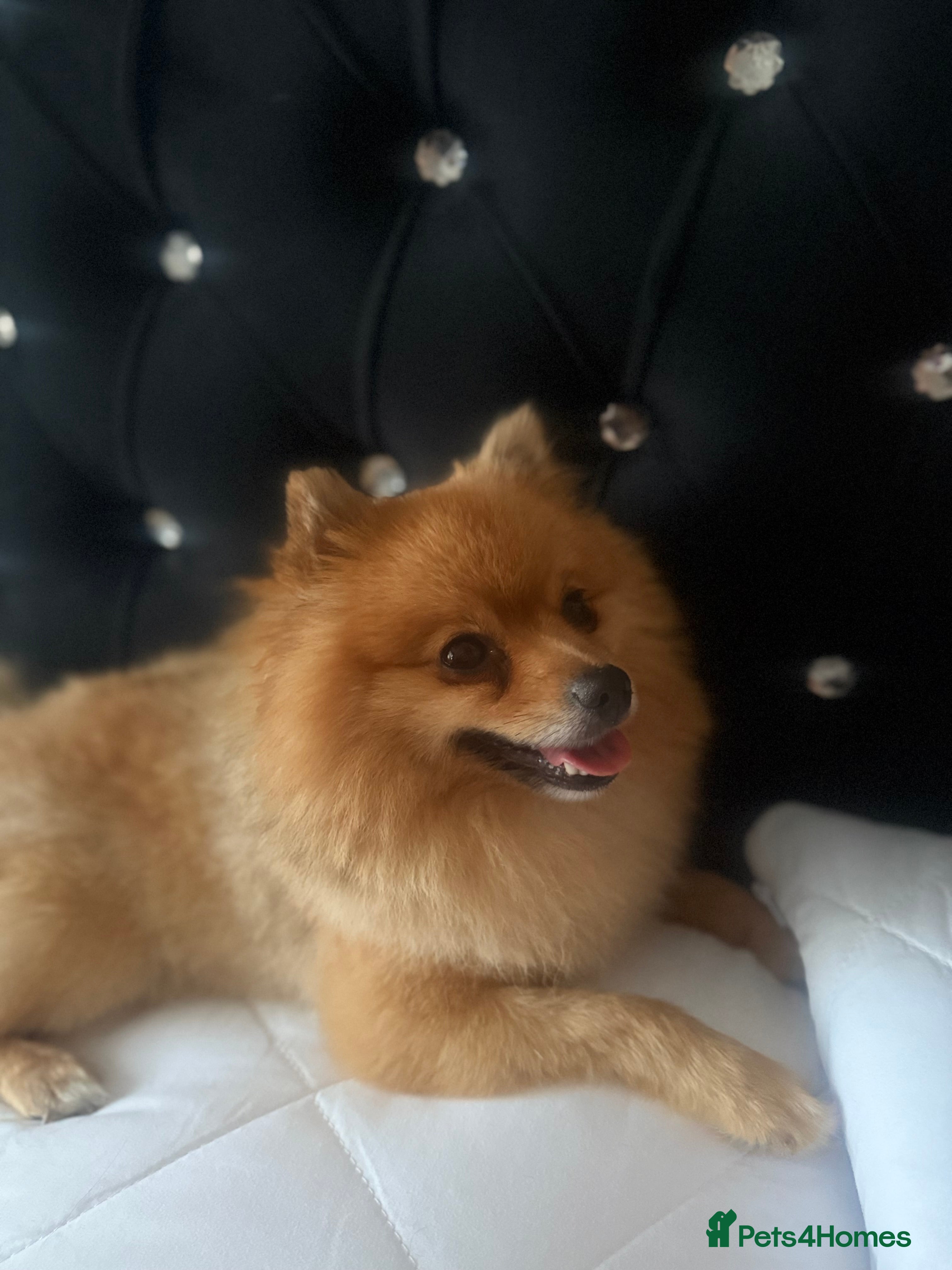 Pomeranian dogs Pomeranian - Advert 2