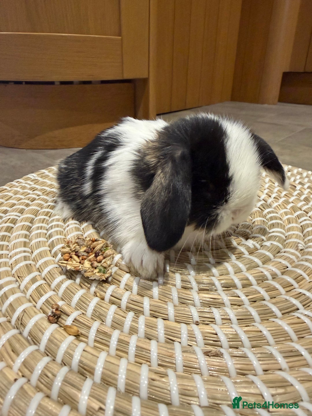 Mini Lop rabbits for sale: 5 Beautiful Baby Mini Lop Rabbits  - Advert 24