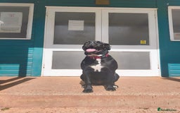 Mixed Breed dogs for sale: 6 Month Old Female Rehoming - Image 1