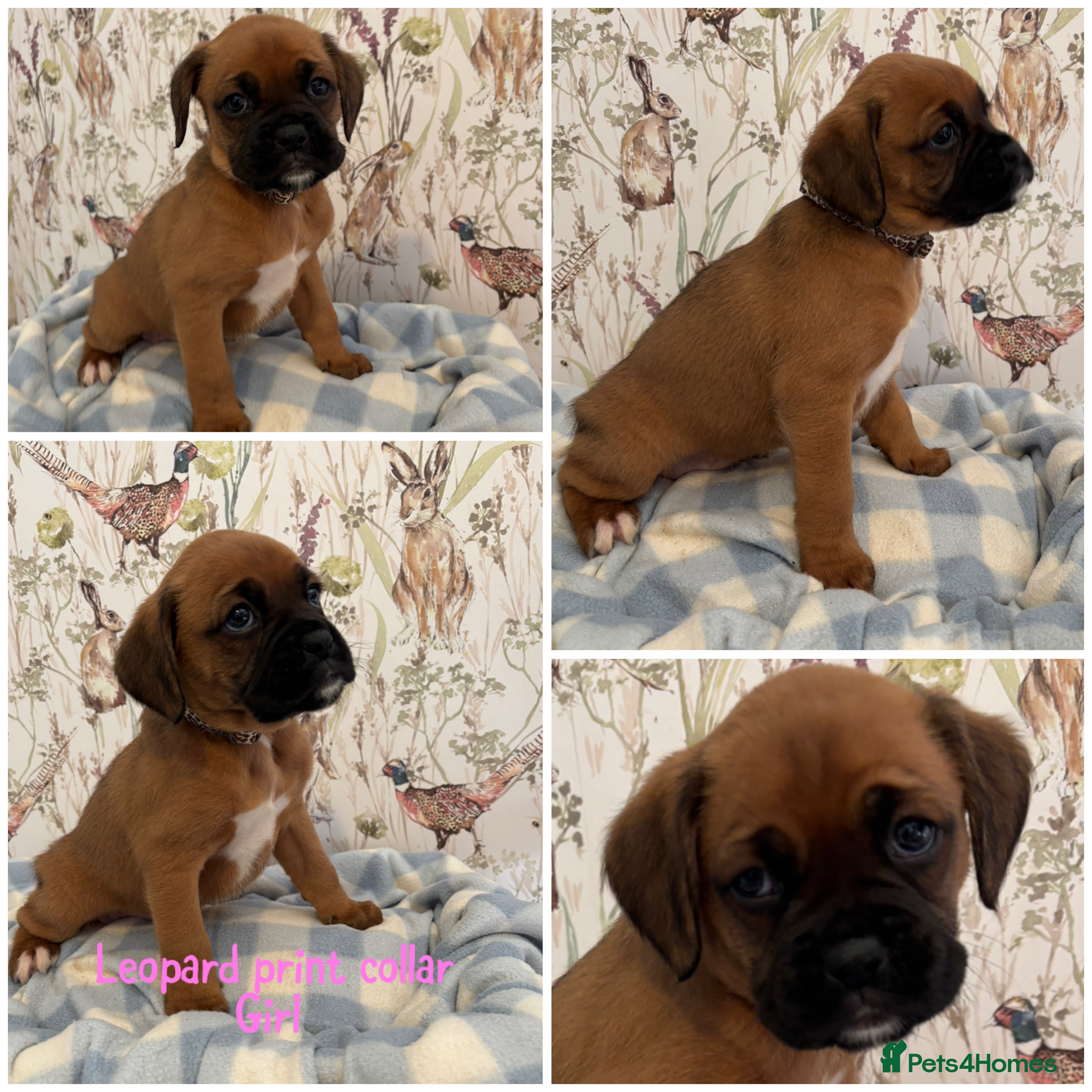Boxer dogs Beautiful boxer puppies for sale  - Advert 1