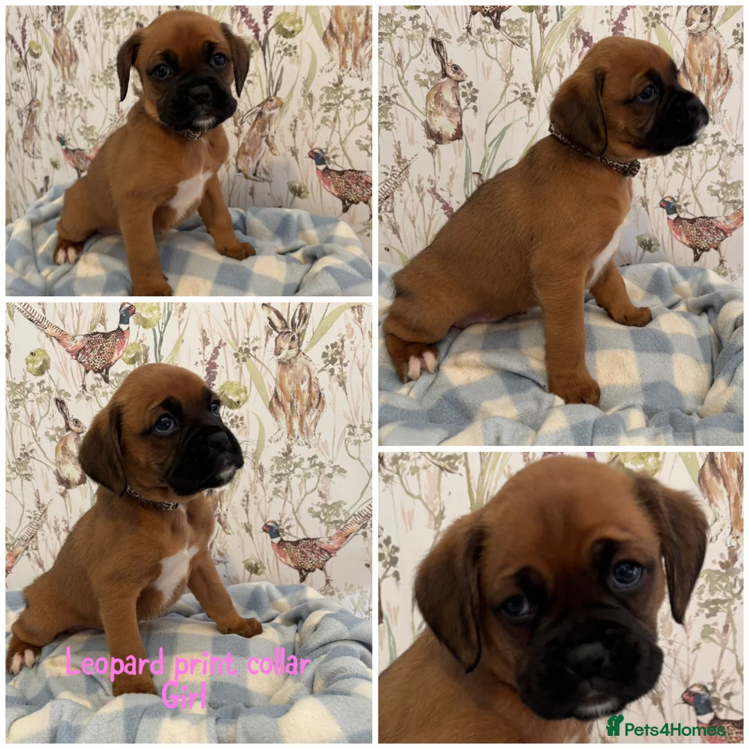 Boxer dogs for sale: Beautiful boxer puppies for sale  - Advert 1