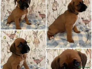 Boxer dogs Beautiful boxer puppies for sale - Advert 1