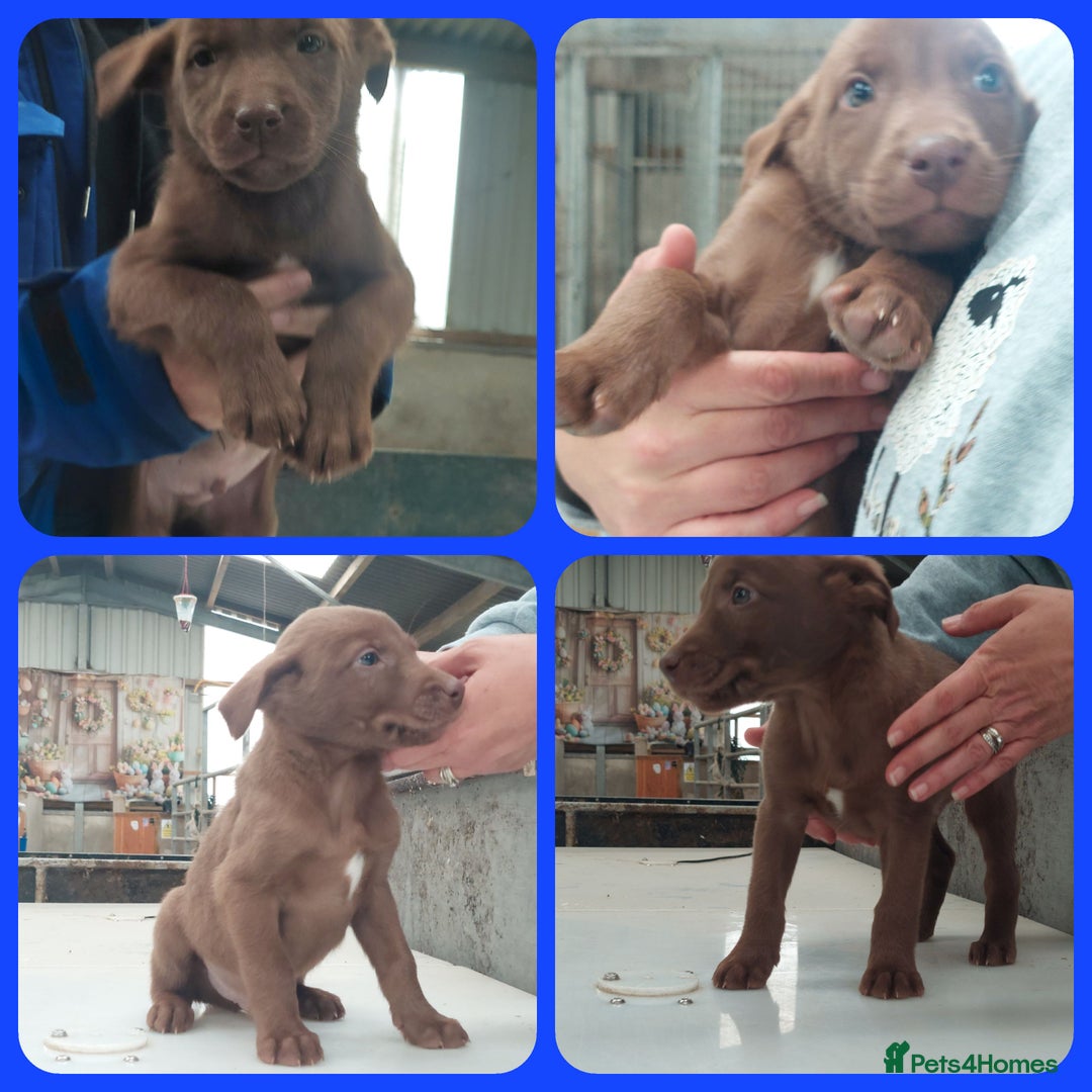 Mixed Breed dogs for sale: Beautiful friendly Labrador x Welsh Collie Puppies - Image 12