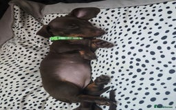 Miniature Dachshund dogs for sale: Minature Dachshund Puppy - Image 11