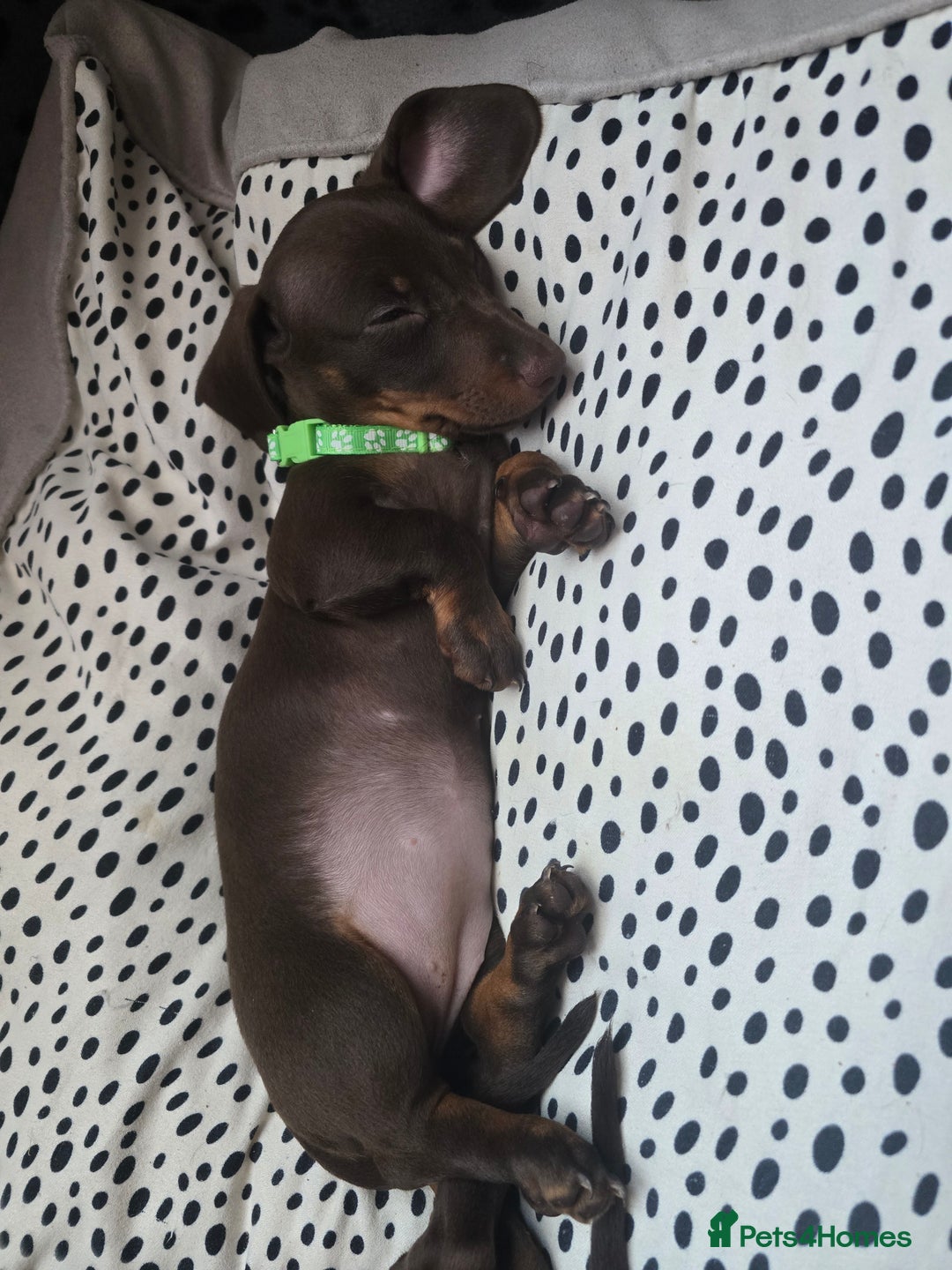 Miniature Dachshund dogs for sale: Minature Dachshund Puppy - Image 11