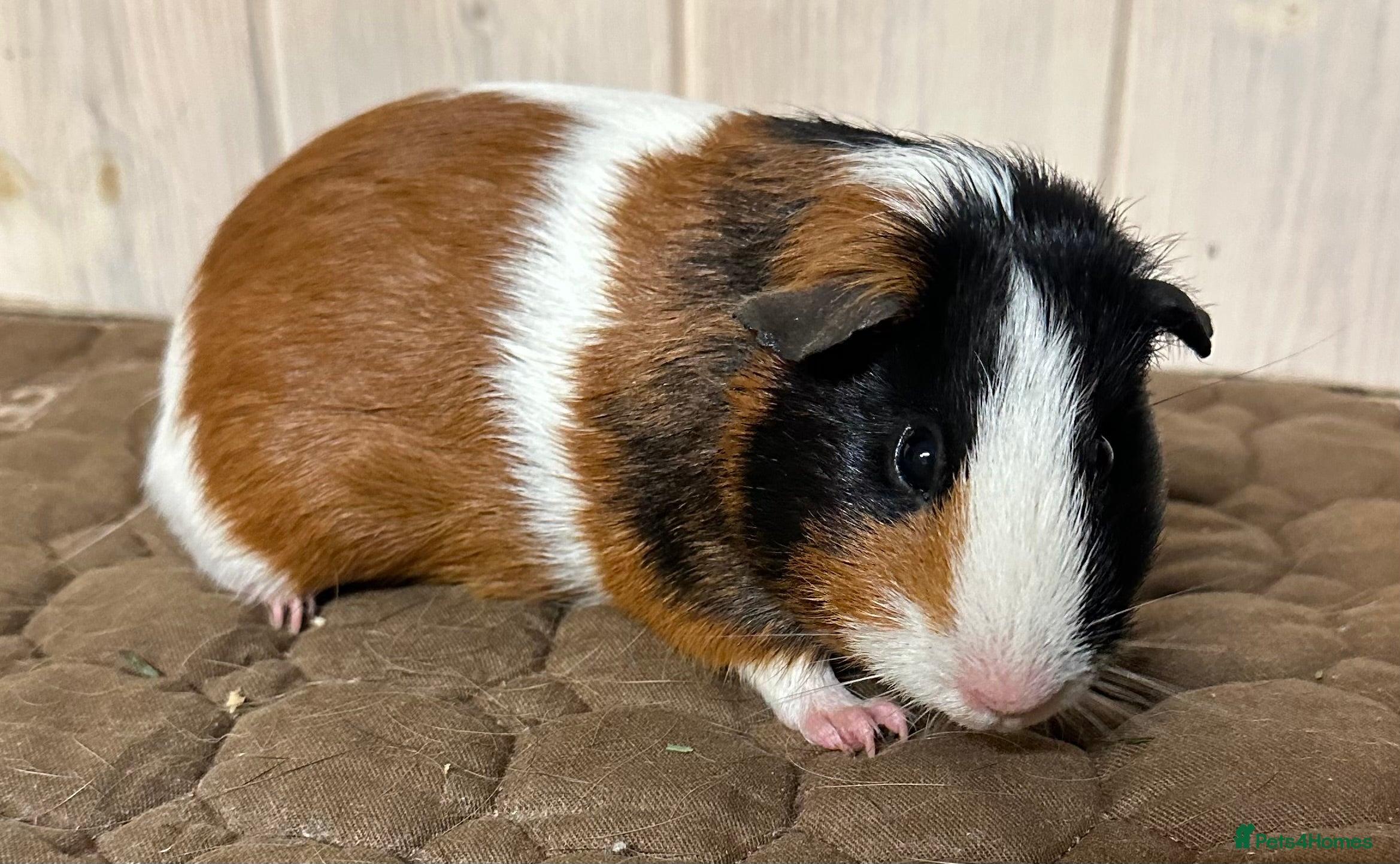 Guinea Pig rodents All sows  - Advert 1