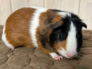 Guinea Pig rodents All sows - Advert 8