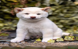 Japanese Shiba Inu dogs for sale: Beautiful Cream Shiba Inu boy for sale  - Image 22
