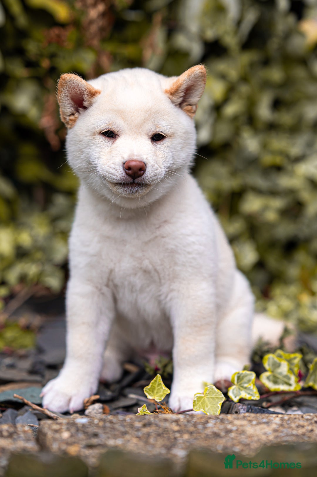 Japanese Shiba Inu dogs for sale: Beautiful Cream Shiba Inu boy for sale  - Image 22