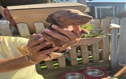 Miniature Dachshund dogs for sale: Beautiful miniature dachshund pups  - Image 13