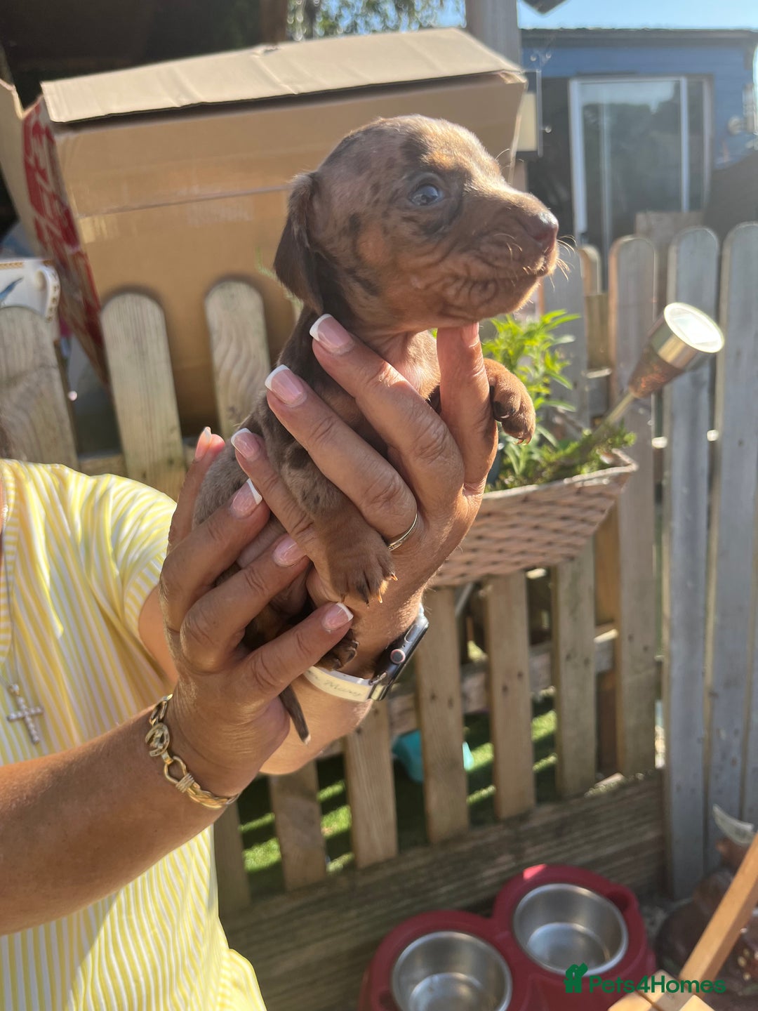 Miniature Dachshund dogs for sale: Beautiful miniature dachshund pups  - Image 13